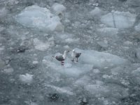 Margerie Glacier - May 2013 - seagulls on floating ice